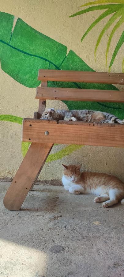 El Hostel De Ivanna Mazunte Dış mekan fotoğraf